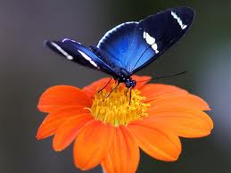 Butterfly for Kids